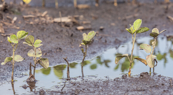 Nitrogen Deficiency In Crops: How To Detect & Fix It