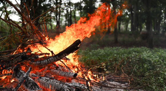 Apague o fogo com um balde de água. incêndios florestais no verão