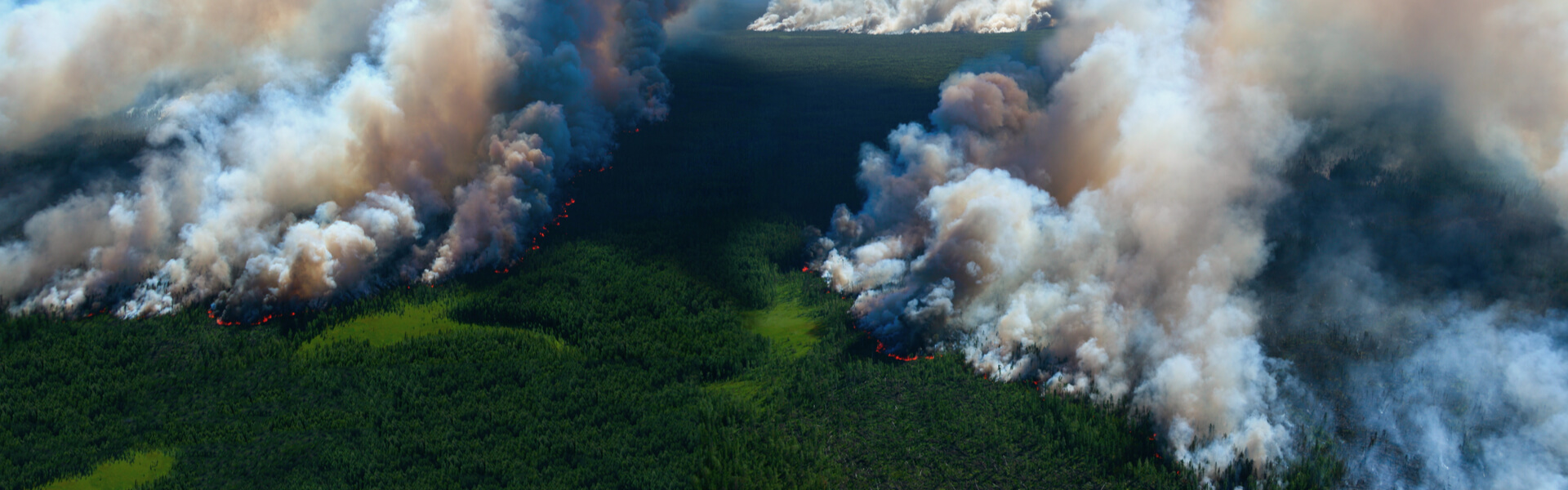 Apague o fogo com um balde de água. incêndios florestais no verão. plano