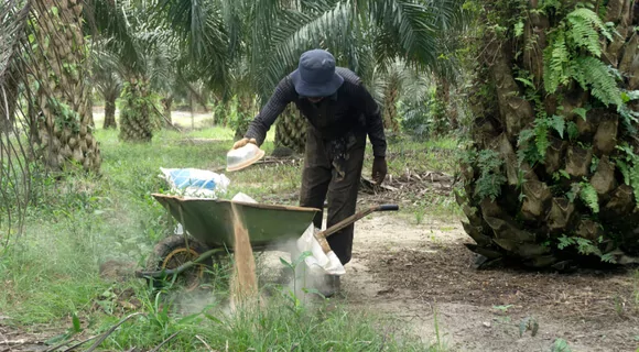 A Complete Guide for Palm Oil Plantation