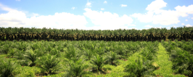 Oil Palm Plantation: Cultivation And Management