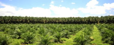 Oil Palm Plantation: Cultivation And Management