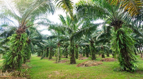 palm oil tree plantation