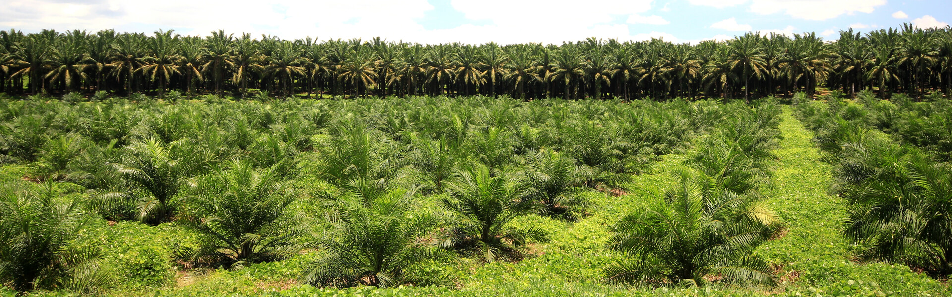 palm oil tree plantation