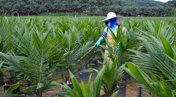 palm oil tree plantation