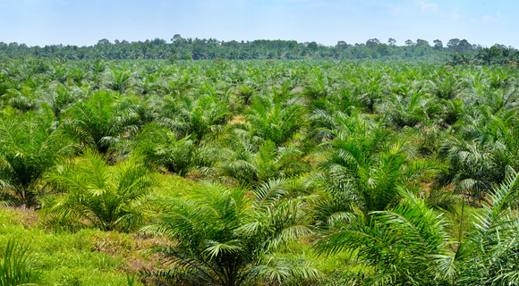 palm oil tree plantation