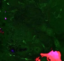 satellite image of Bolivia / with Index stack Index Stack (NDVI, NDWI, NDSI)