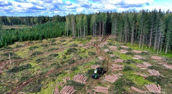 Tala Rasa: Métodos De Ejecución Y Su Efecto En El Bosque