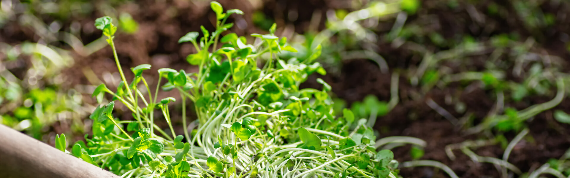 Sementes de feno-grego com folhas verdes na superfície de