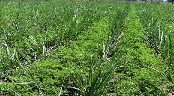 Le succès des engrais verts est bénéfique pour la terre et la