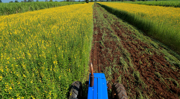 Green Leaf Manure - A Useful Organic Manure - The Permaculture Research  Institute