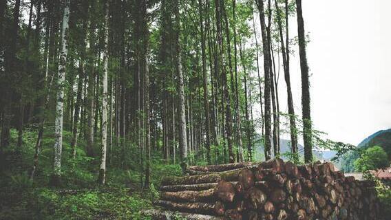 Tala Rasa: Métodos De Ejecución Y Su Efecto En El Bosque