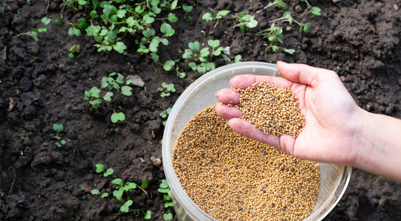 rasguño lanzador superficial Abono Verde: Tipos, Preparación E Impacto En El Suelo