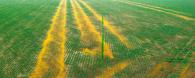 Queima De Fertilizantes: Como Corrigir Sintomas E Causa