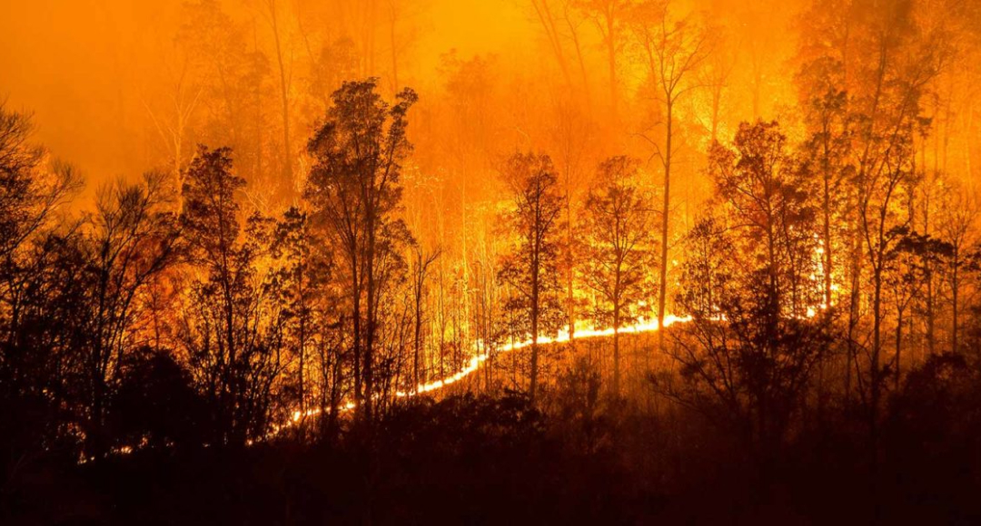 fire in the forest