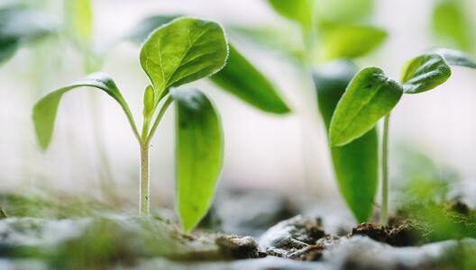plantas jóvenes creciendo