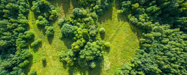 Sustainable Forestry Management & Entailed Practices