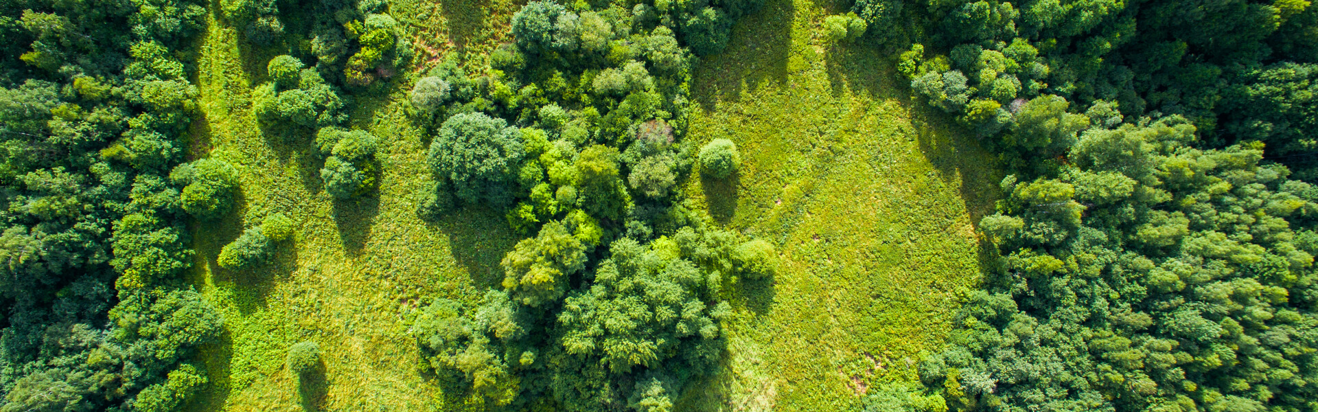 Sustainable Forestry Management: Practices & Techniques