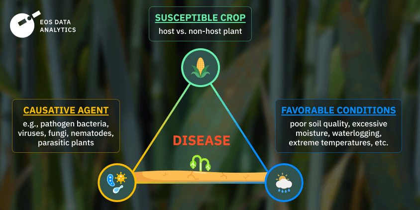 Diseases Caused By Bacteria In Plants