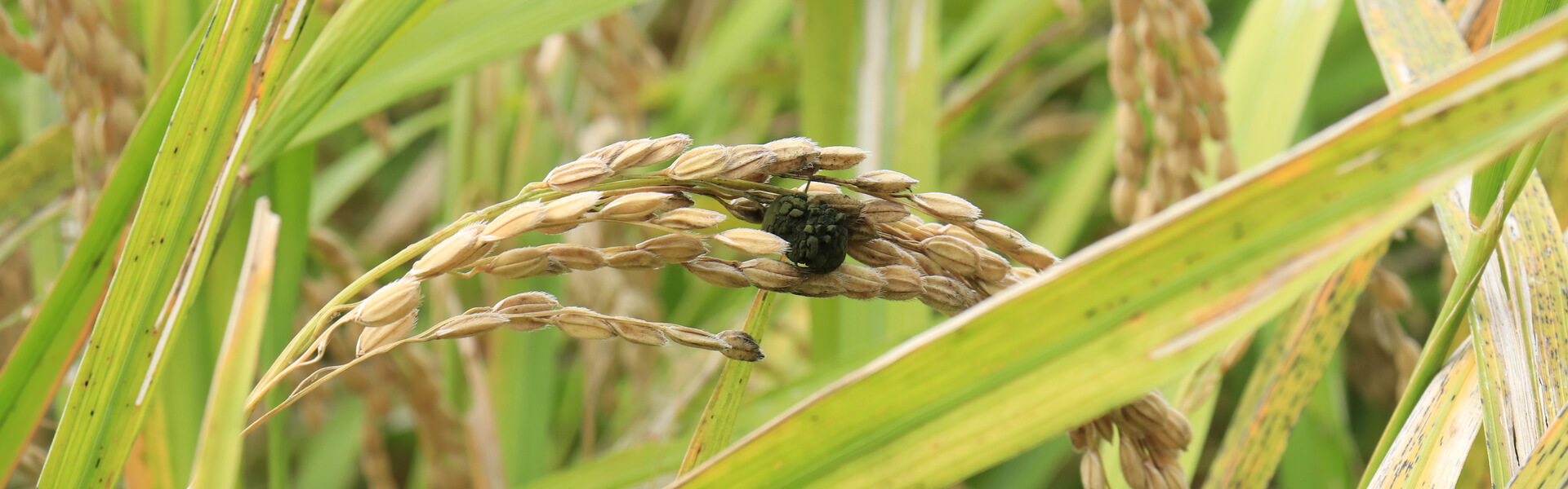 ложная головня на посевах риса