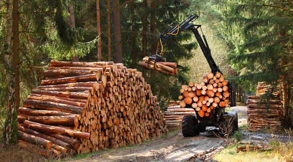 Timber Harvest: Shelterwood Technique