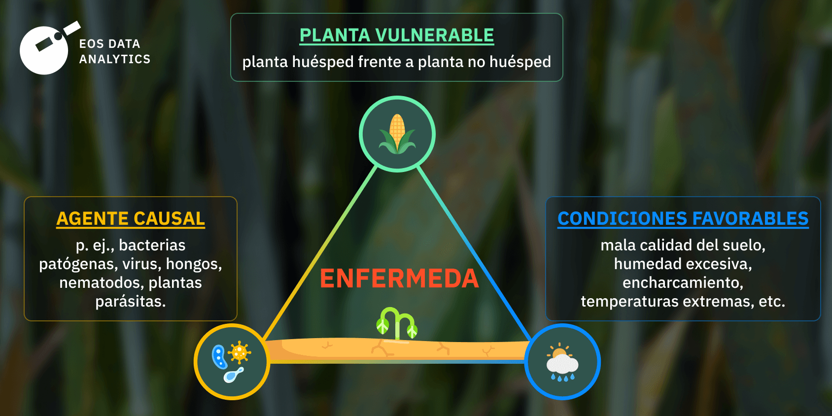 triángulo de las enfermedades de los cultivos