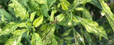 Deficiencia De Nutrientes En Las Plantas: Cómo Tratarla