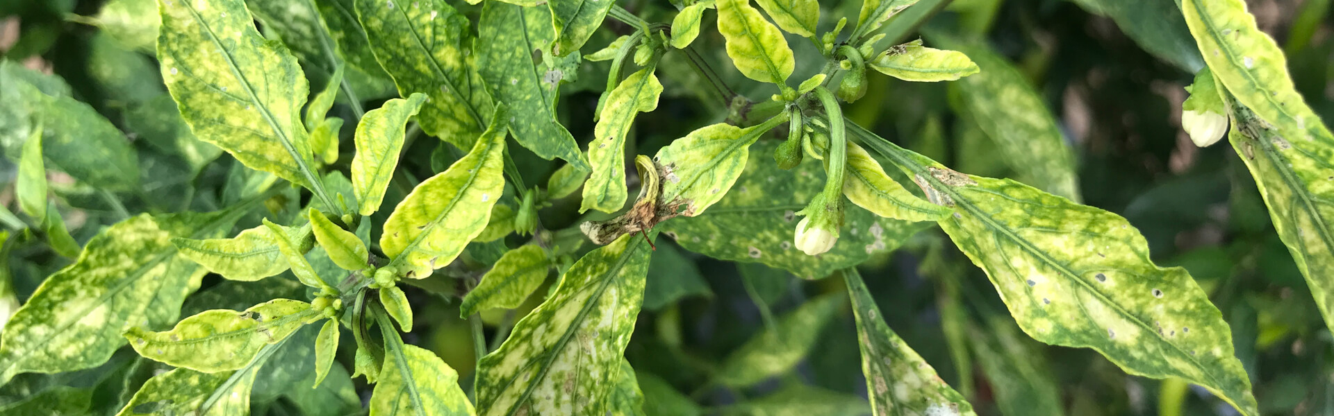 nutrient deficiency symptoms on hot pepper leaves