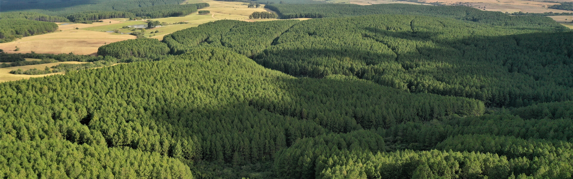 Quản lý rừng: lập kế hoạch, thực hiện và thực hành: Hãy cùng chúng tôi tìm hiểu về quy trình quản lý rừng một cách chi tiết, bao gồm lập kế hoạch, thực hiện và thực hành. Bằng cách kết hợp các kỹ thuật và công nghệ hiện đại, chúng ta sẽ tìm ra những cách tiếp cận mới trong việc quản lý tài nguyên rừng phù hợp với môi trường và xã hội.