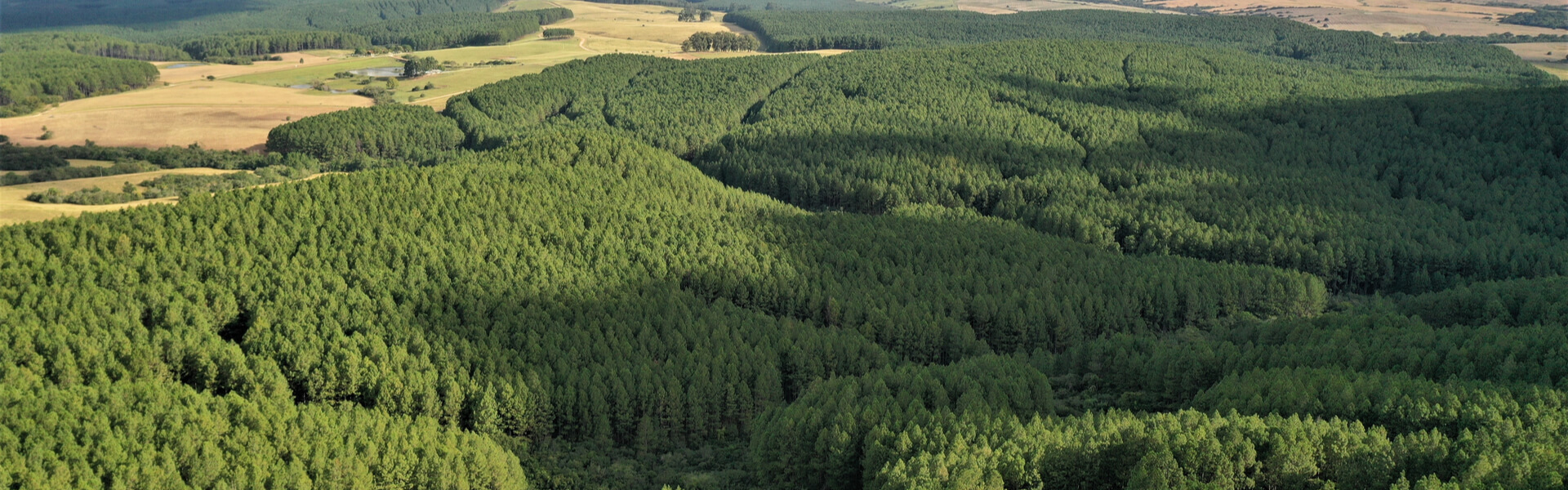 Manejo Forestal: Cómo Planificar Y Implementar Correctamente