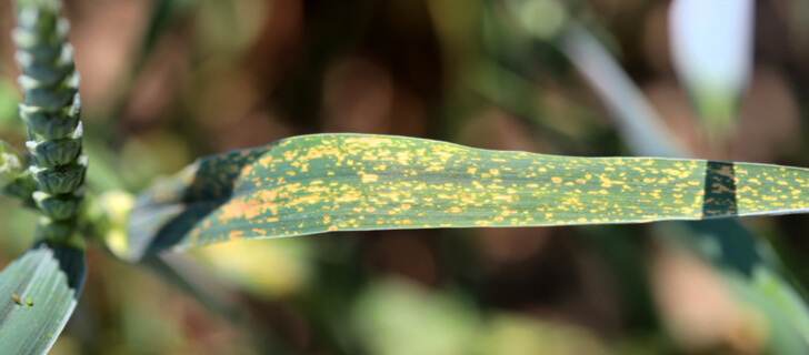 consequences of nutrient deficiency on winter wheat leaf