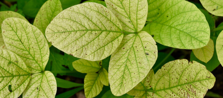 yellowing of soybean leaves
