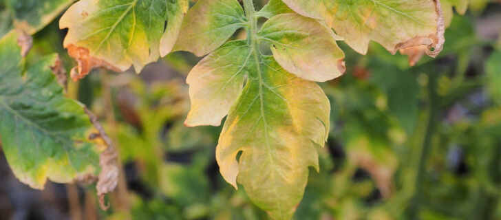 tomato leaf suffering from nutrient deficiency