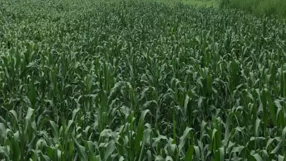 campo de milho verde