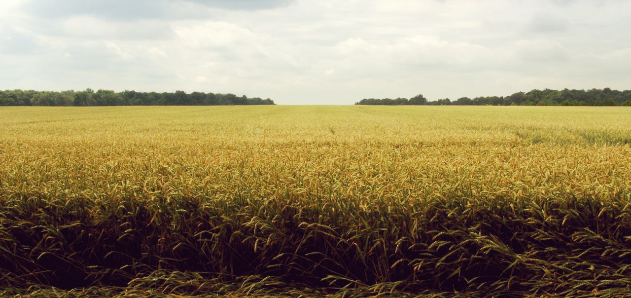 Soluções de EOSDA Crop Monitoring para a Agraria Cooperativa