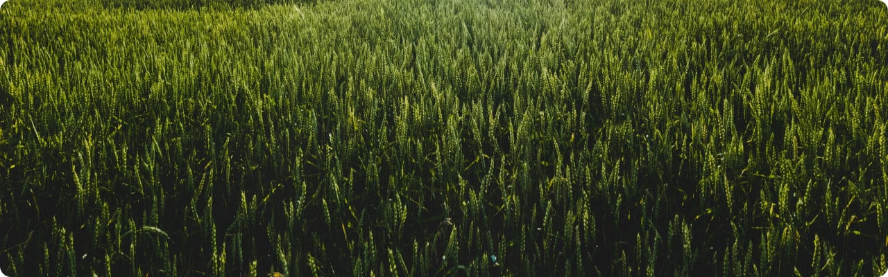 campo amarelo