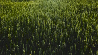 campo amarelo