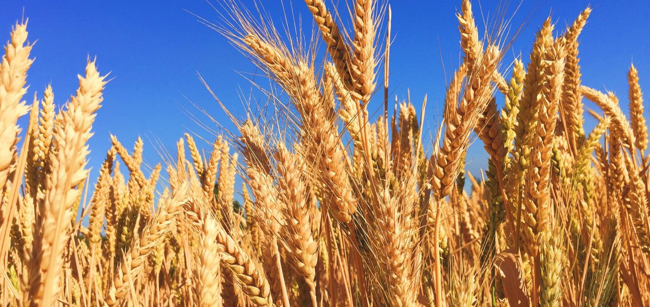 Soluções de EOSDA Crop Monitoring para a Copacol Cooperativa