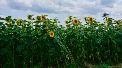 campo de girassol