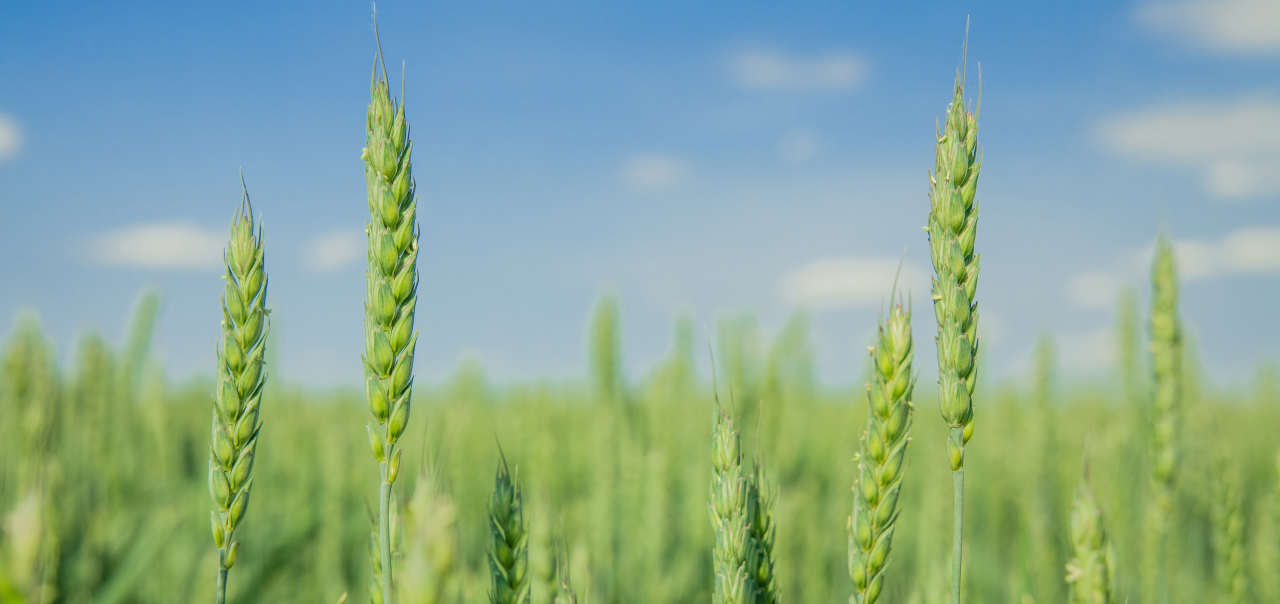 Soluções de EOSDA Crop Monitoring para a Cvale Cooperativa