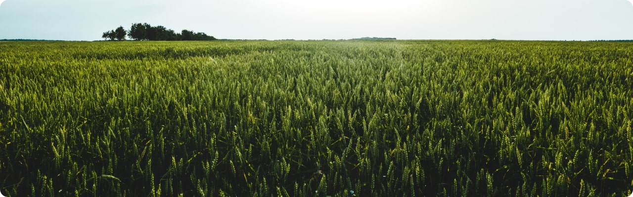 colheita em um campo