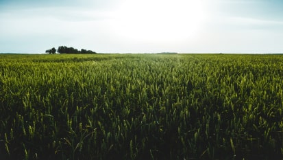 colheita em um campo