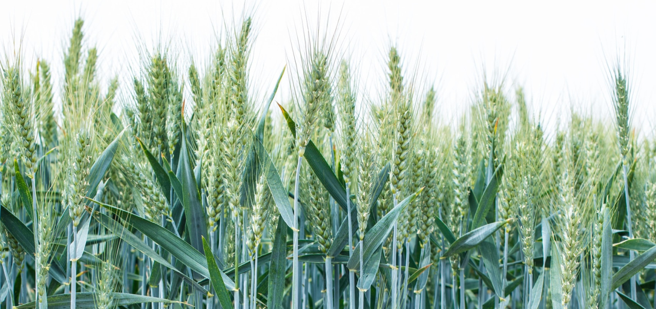 Soluções de EOSDA Crop Monitoring para a Cocamar Cooperativa