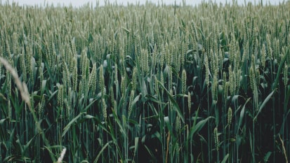 culturas em um campo
