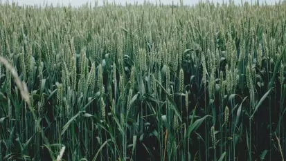 culturas em um campo