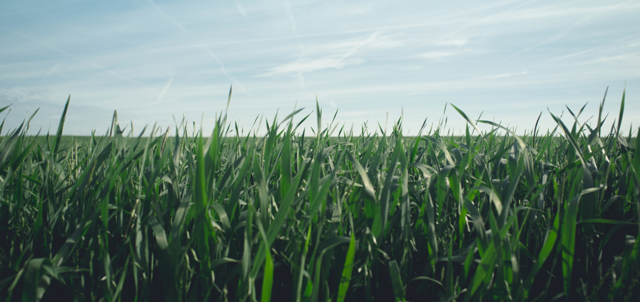 Soluções de EOSDA Crop Monitoring para a Comigo Cooperativa