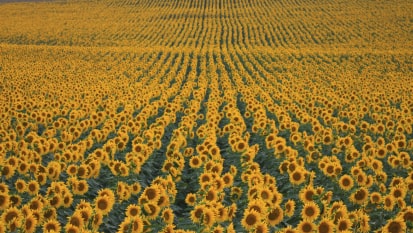 campo grande de girassóis