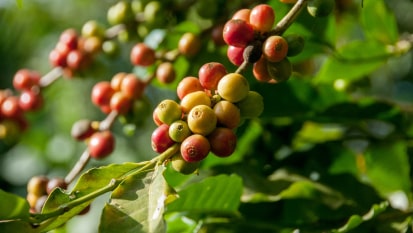 grãos de café em um ramo
