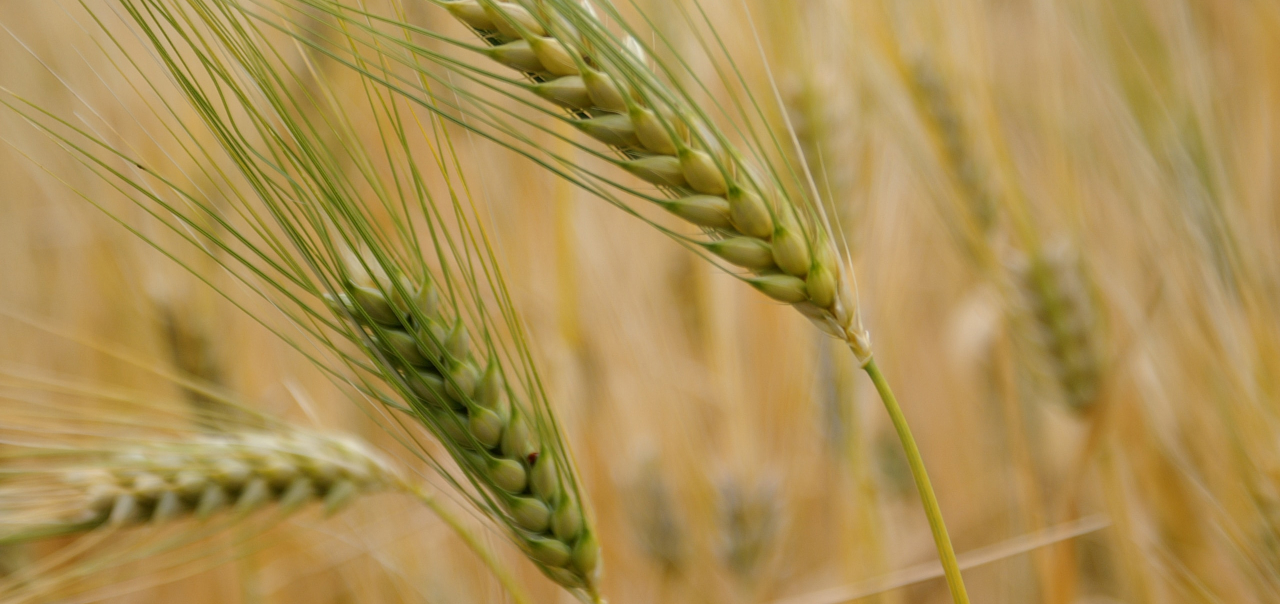 Soluções de EOSDA Crop Monitoring para a Cooxupe Cooperativa
