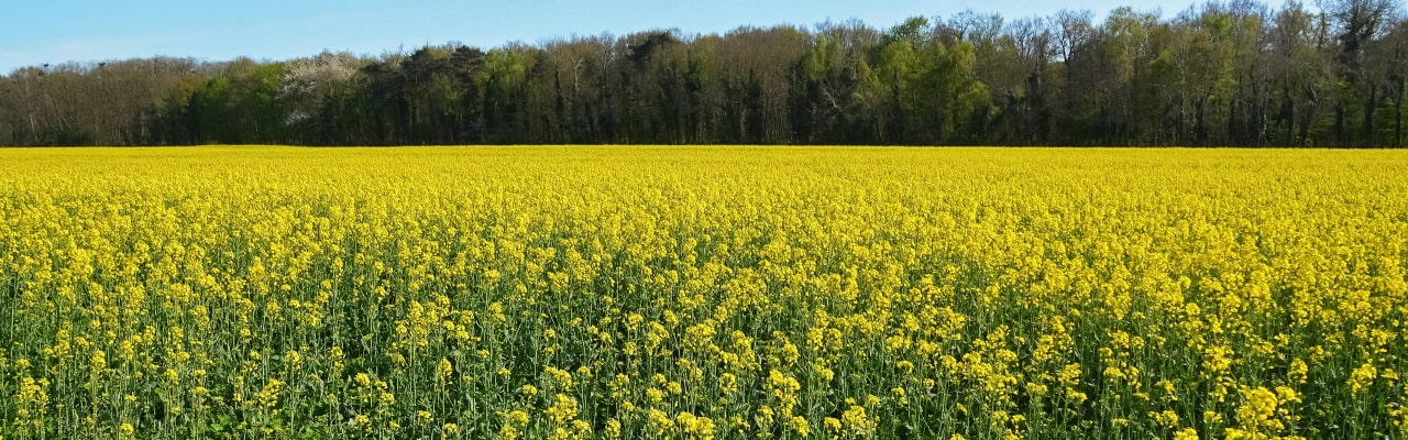 campo amarelo